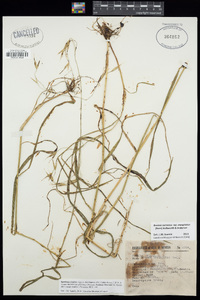 Bromus sitchensis image