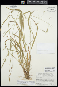 Bromus sitchensis image