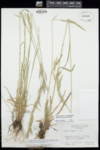 Bromus sitchensis image