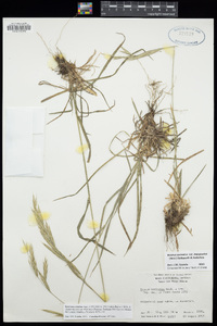 Bromus sitchensis image