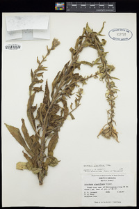 Oenothera grandiflora image