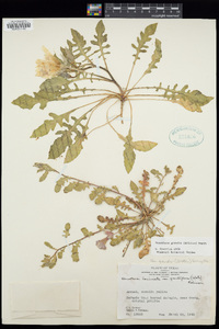 Oenothera grandis image