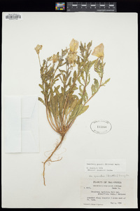 Oenothera grandis image