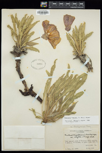 Oenothera howardii image