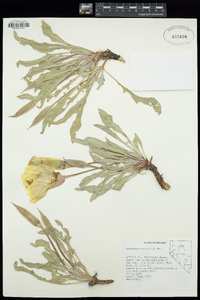 Oenothera howardii image