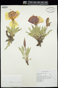 Oenothera howardii image