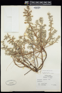 Oenothera humifusa image