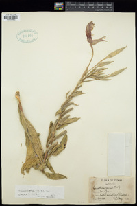 Oenothera jamesii image