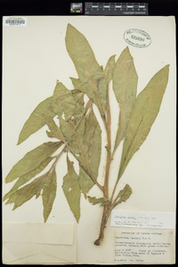 Oenothera jamesii image