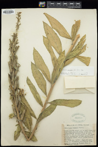 Oenothera jamesii image