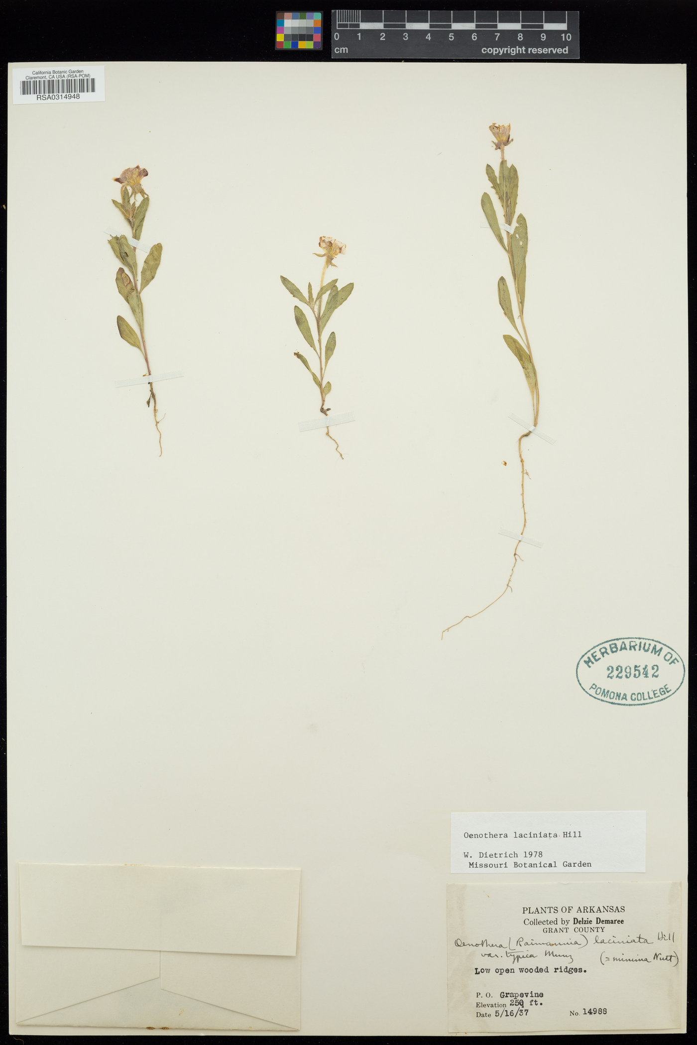 Oenothera laciniata image