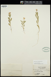 Oenothera laciniata image