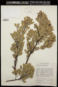 Arctostaphylos pungens image