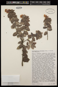 Arctostaphylos morroensis image