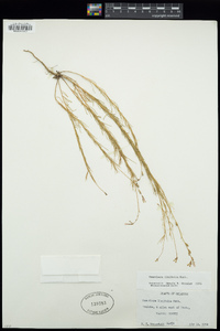 Oenothera linifolia image