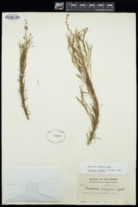 Oenothera linifolia image