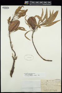 Oenothera macrocarpa image