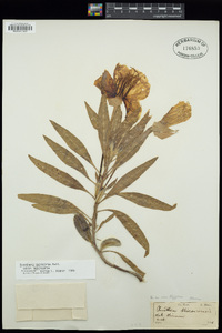 Oenothera macrocarpa image