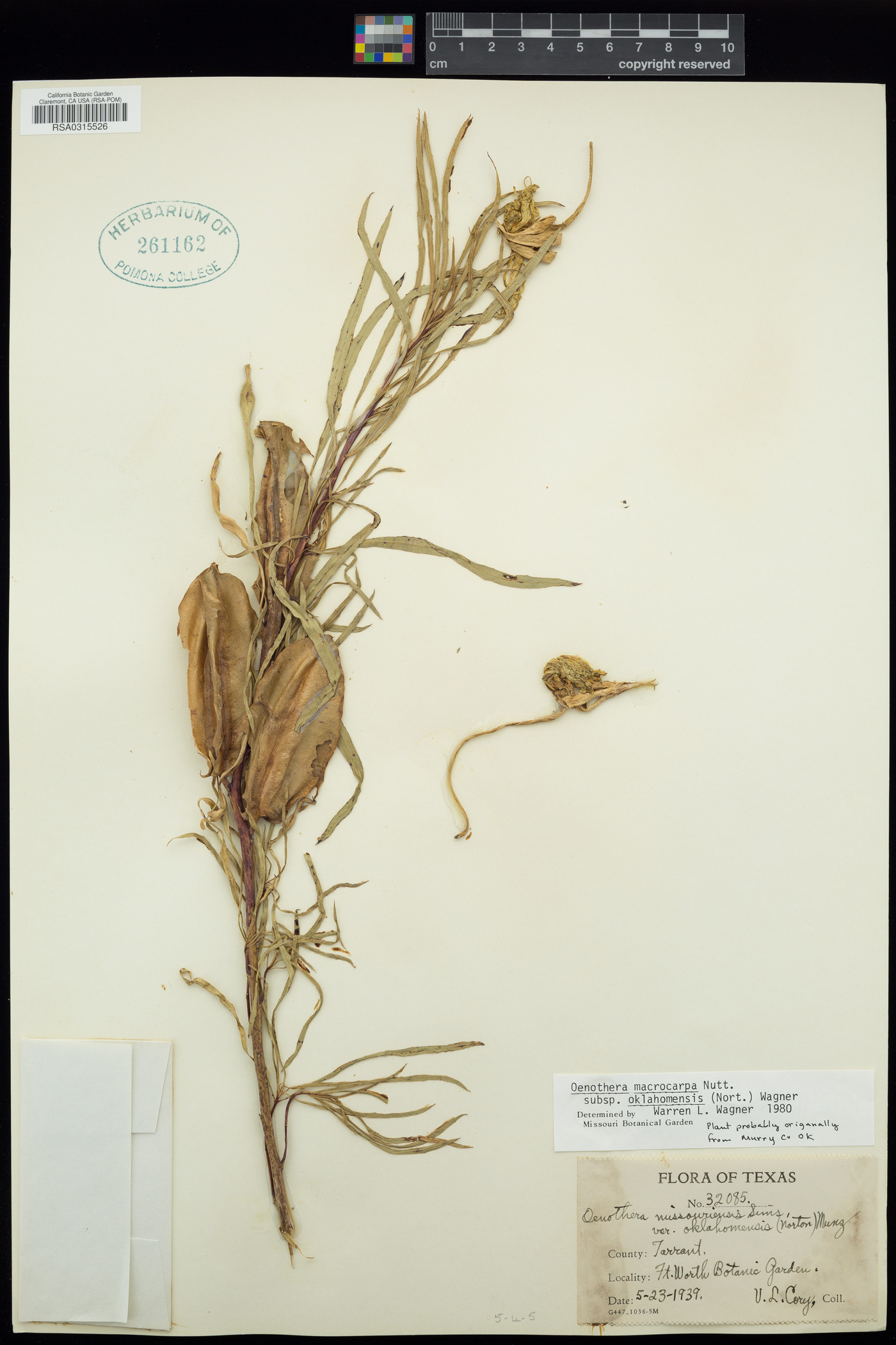 Oenothera macrocarpa subsp. oklahomensis image