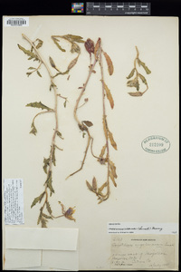 Oenothera neomexicana image