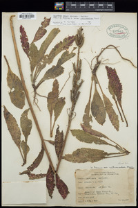 Oenothera nutans image