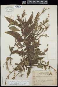 Oenothera nutans image