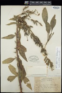 Oenothera nutans image