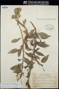 Oenothera nutans image