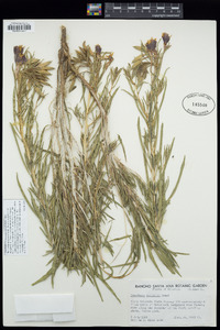 Oenothera nuttallii image