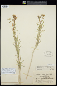 Oenothera nuttallii image