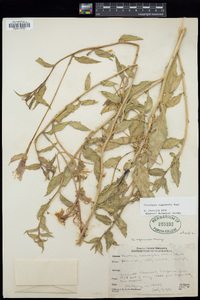 Oenothera organensis image
