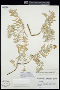 Oenothera pallida subsp. gypsophila image