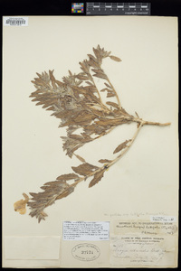 Oenothera latifolia image