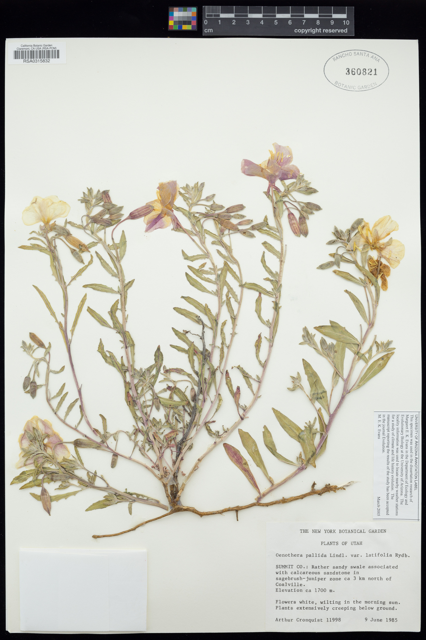 Oenothera pallida var. latifolia image