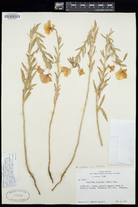 Oenothera latifolia image