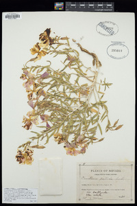 Oenothera pallida image