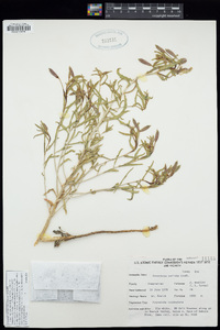 Oenothera pallida image