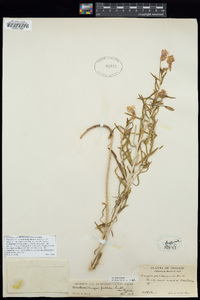 Oenothera pallida subsp. pallida image