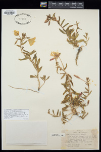 Oenothera pallida image