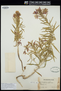 Oenothera pallida image