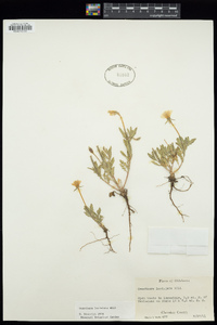 Oenothera laciniata image