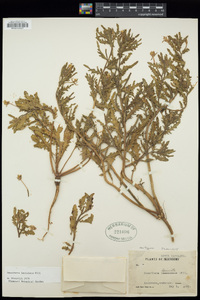 Oenothera laciniata image