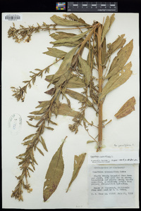 Oenothera parviflora image