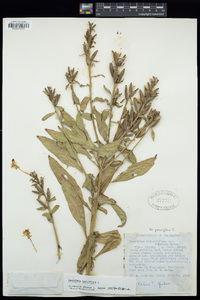 Oenothera parviflora image