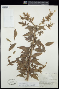 Oenothera parviflora image