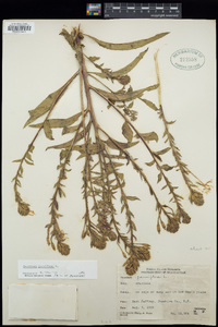 Oenothera parviflora image