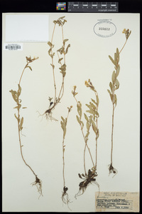 Oenothera pumila image