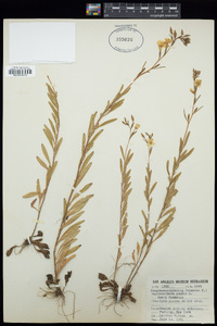 Oenothera pumila image