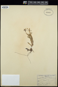 Oenothera pumila image