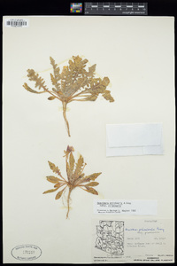 Oenothera primiveris image